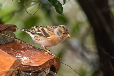 Brambling 