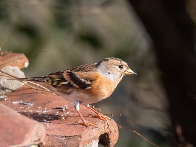 Brambling (female)