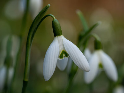 Galanthus nivalis