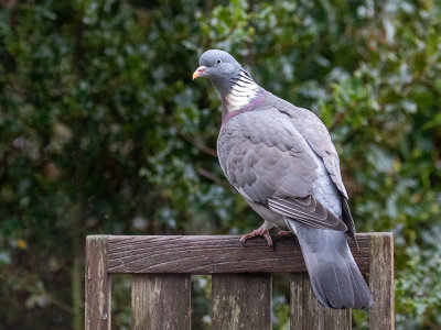 Wood Pigeon