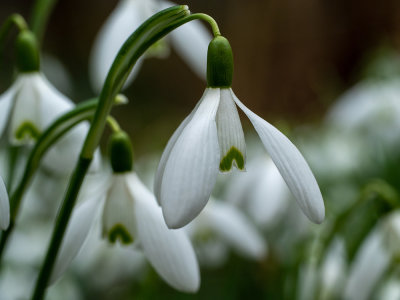 Galanthus nivalis