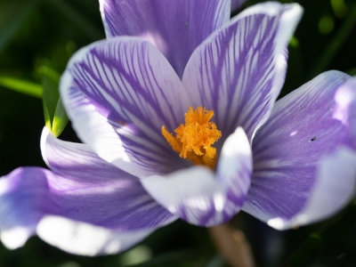 Crocus vernus