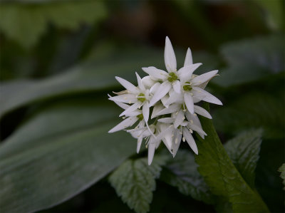 Allium ursinum