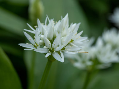 Allium ursinum    