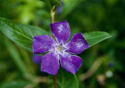 Vinca major