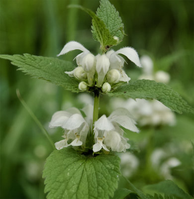 Lamium album