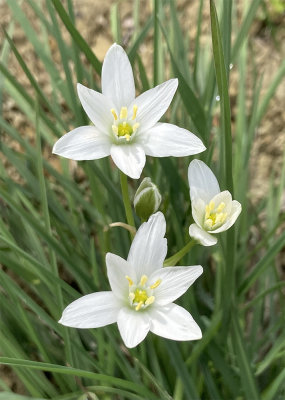 Ornithogalum umbellatum