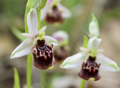  Ophrys holoserica