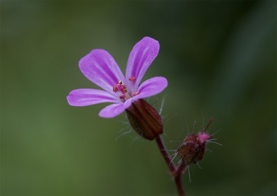 Geranium robertianum