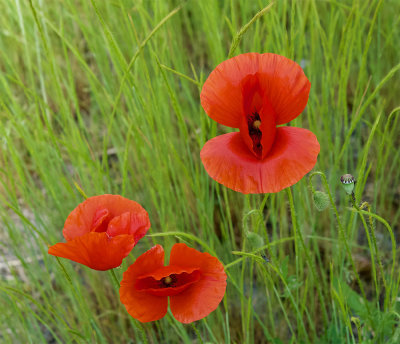 Papaver rhoeas 