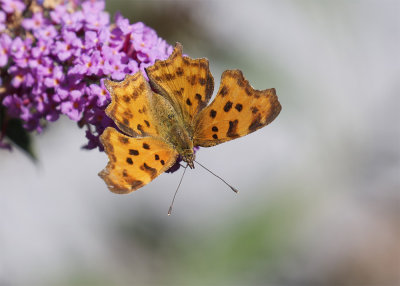 Polygonia c-album 