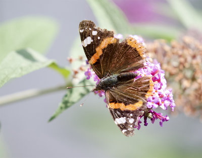 Vanessa atalanta