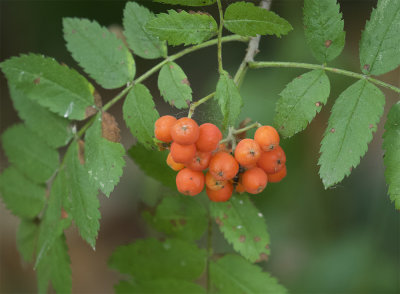 Sorbus aucuparia