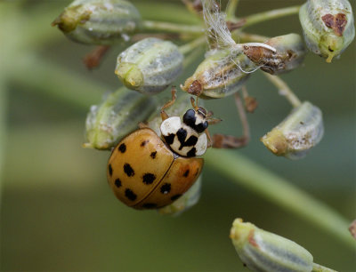 Harmonia axyridis f. succinea  