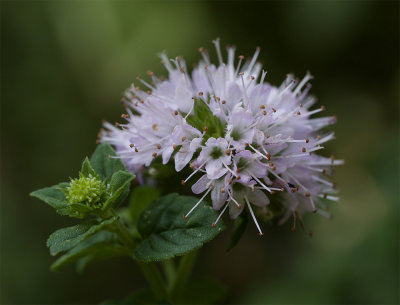 Mentha aquatica 