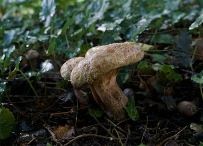 Paxillus involutus