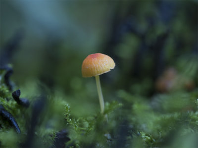 Mycena acicula 