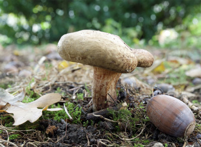 Paxillus involutus 