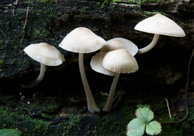 Mycena galericulata 