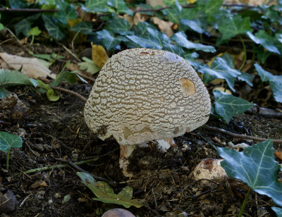 Amanita rubescens