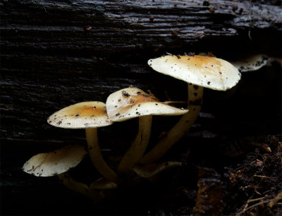 Hypholoma fasciculare 