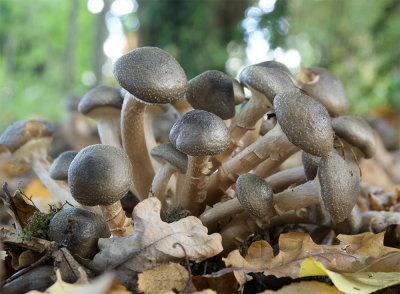 Armillaria ostoyae 