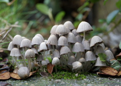 Coprinellus disseminatus