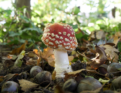 Amanita muscaria