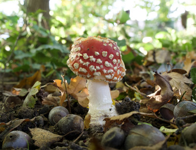 Amanita muscaria 