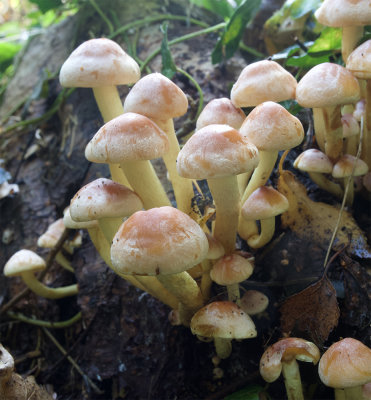 Hypholoma lateritium 