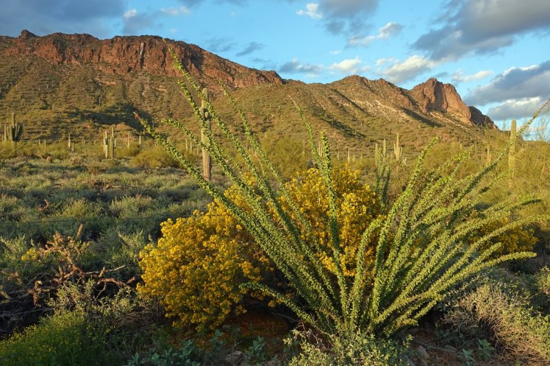  Apache Junction 