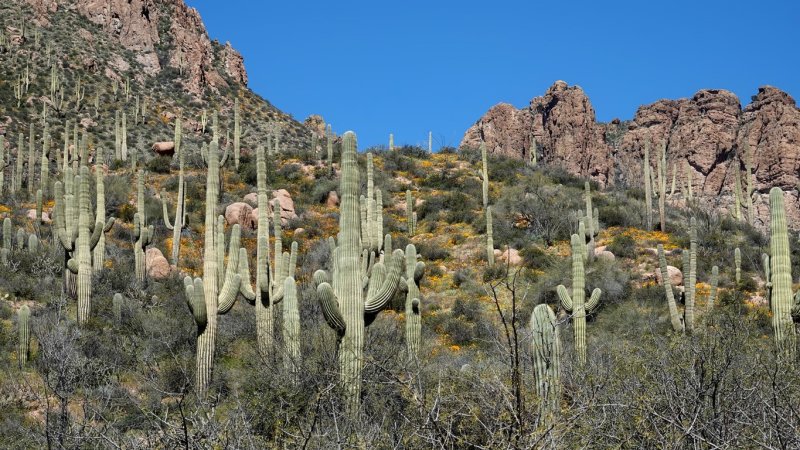  Apache Trail 