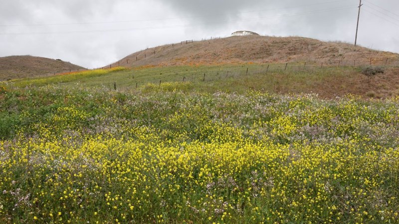  Cayucos 