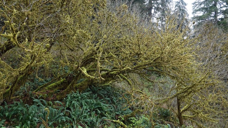  Klamath 