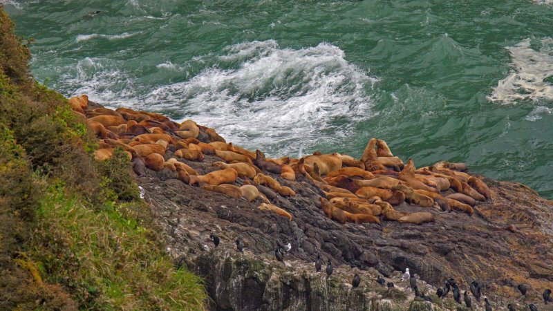  Heceta Head 