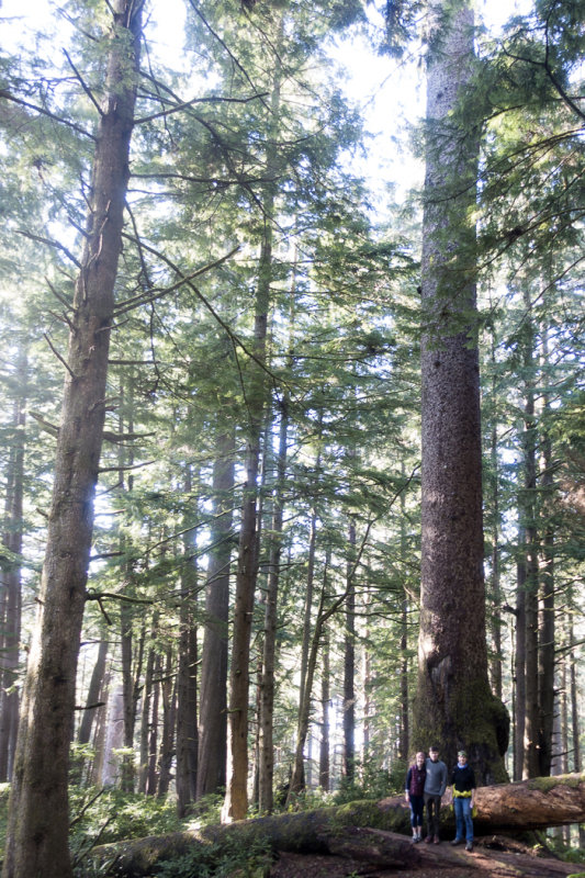 Old growth Spruce