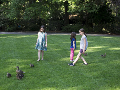 duck chasing games