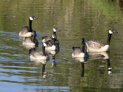 Swampland inhabitants