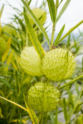 Prickly bubbles of some sort
