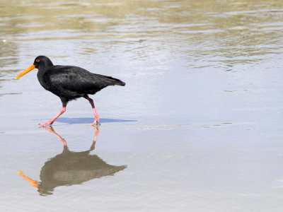 Oyster catcher