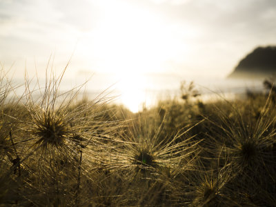 Paunui beach grass