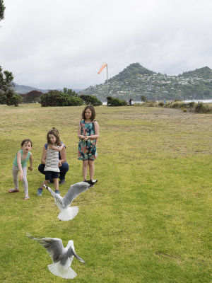 Feeding the gulls
