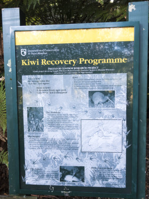 Kiwi recovery program