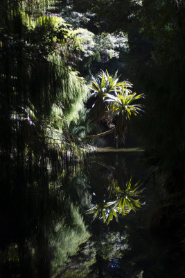 bush reflections