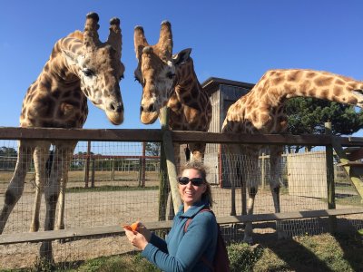 Feeding the Giraffes in Point Arena