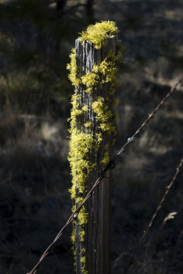 Fence post