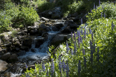 Lupins and creek