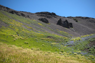 Flower meadows near the pass