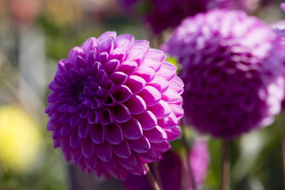 Dahlia at the Silverdale post office