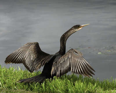 Drying Wings.jpg